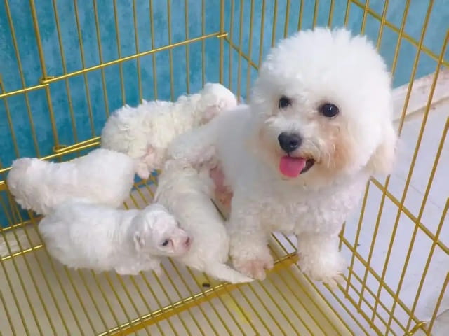 比熊犬多少钱一只