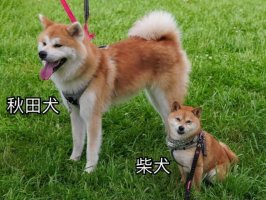 日本国犬是柴犬还是秋田犬