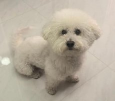 比熊狗哭了是为什么