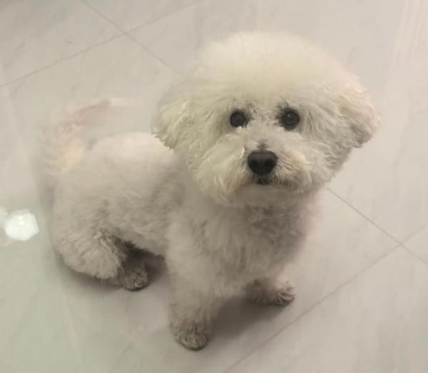 比熊狗哭了是为什么