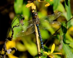 蜻蜓的生活习性