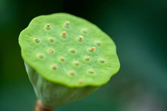 荷花怎么传播种子