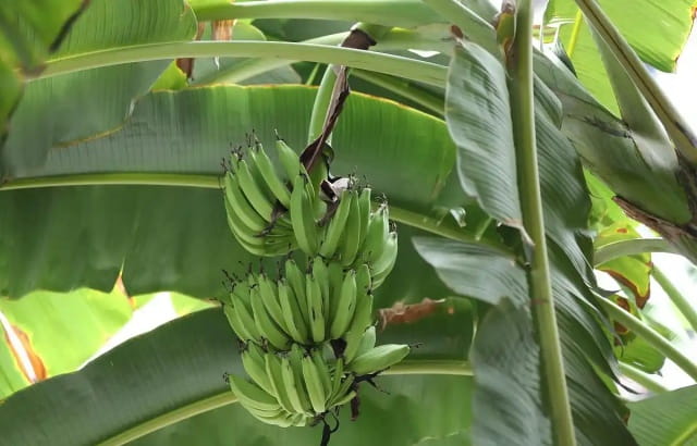 芭蕉是凉性还是热性