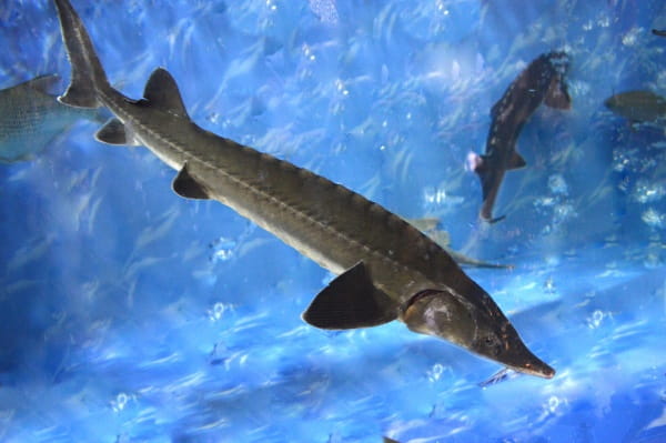 中华鲟生活习性是什么