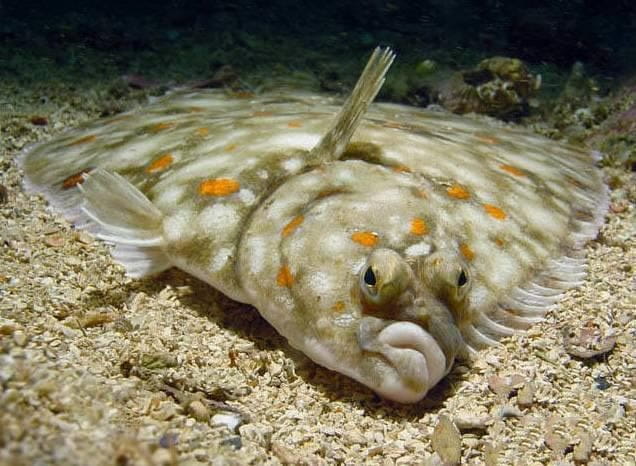 比目鱼的生活习性是什么