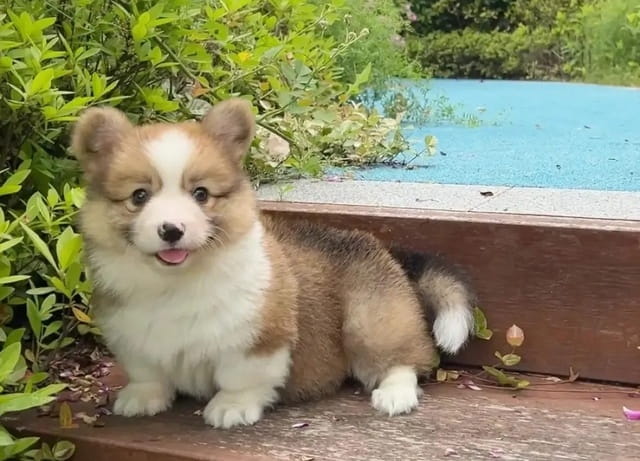 小狗起什么名字好听