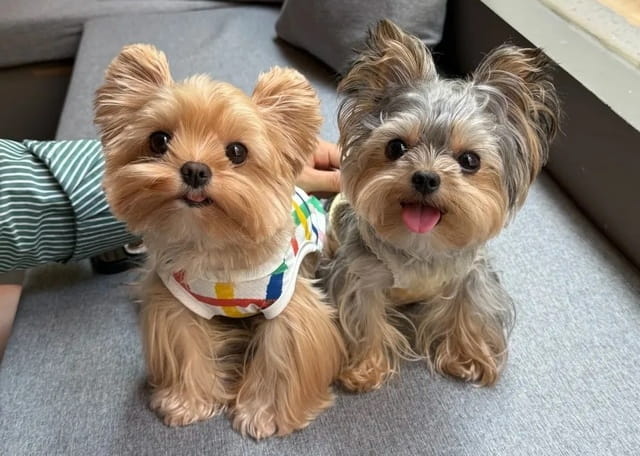 小狗起什么名字好听