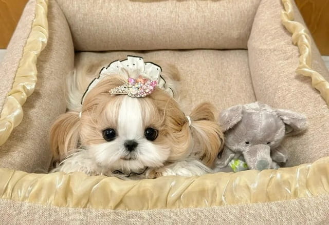 小狗起什么名字好听