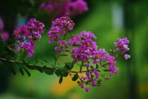 紫薇花简介，紫薇花生长习性