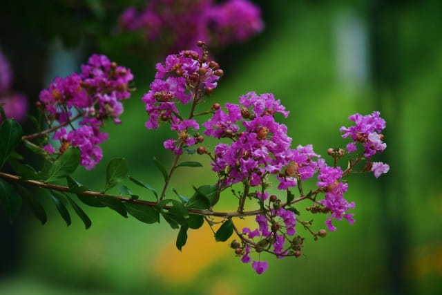 紫薇花简介，紫薇花生长习性