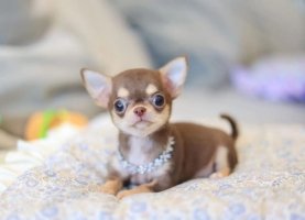 怎样缓解吉娃娃犬掉毛的问题？