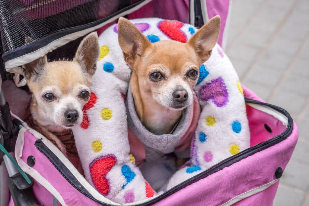 迷你吉娃娃狗狗图片