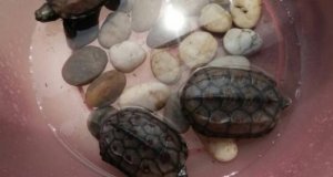 三四月份乌龟吃东西吗？