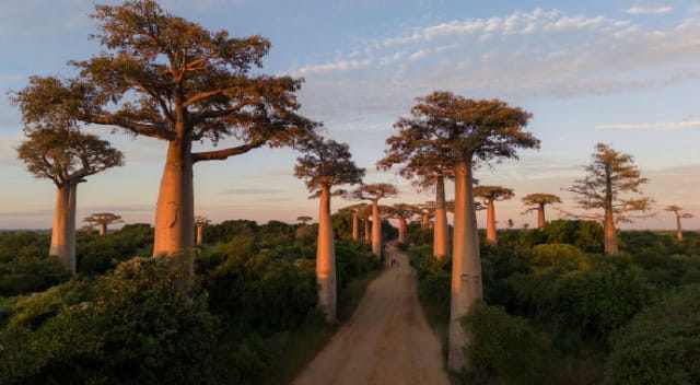 猴面包树简介，猴面包树生长习性