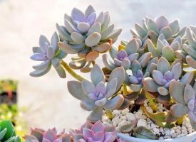 冬美人简介，冬美人生长习性