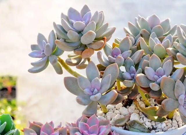 冬美人简介，冬美人生长习性