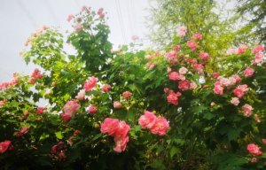 木芙蓉简介，木芙蓉生长习性