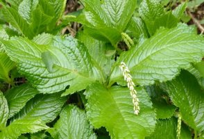 金粟兰简介，金粟兰生长习性