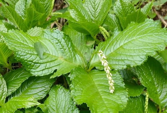 金粟兰简介，金粟兰生长习性