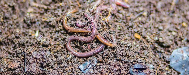 蚯蚓的生活习性