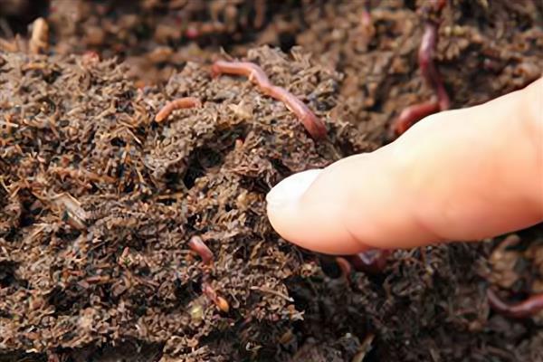 蚯蚓的生活习性