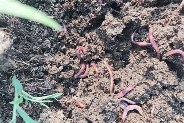 蚯蚓的生活习性
