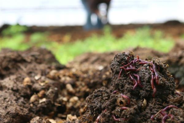 蚯蚓的生活习性