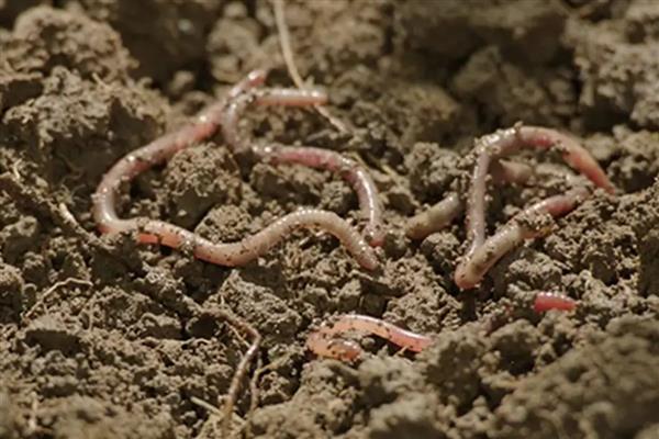蚯蚓的生活习性