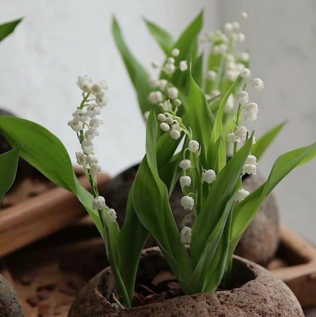 铃兰花语和寓意