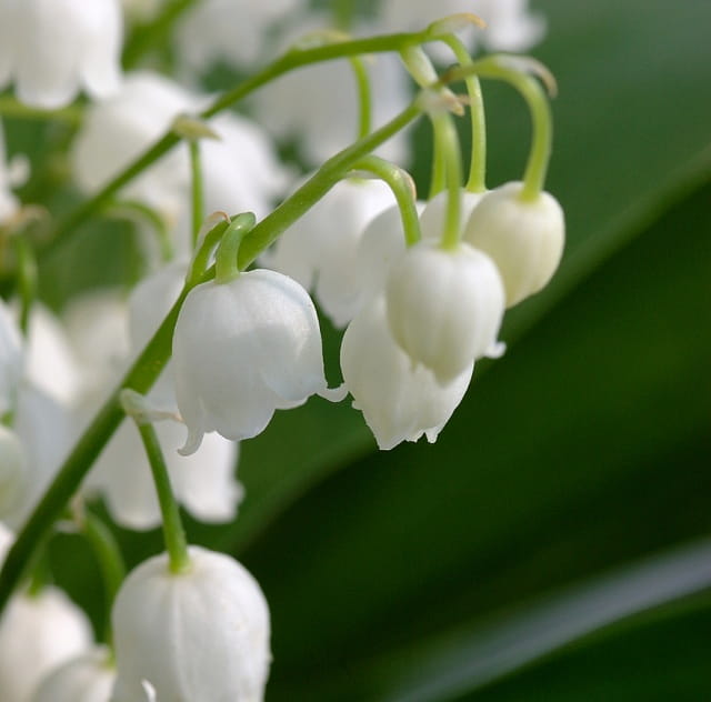 铃兰花语和寓意