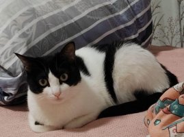 第一次养猫需要了解什么