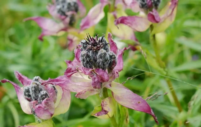 紫苞风毛菊简介，紫苞风毛菊生长习性