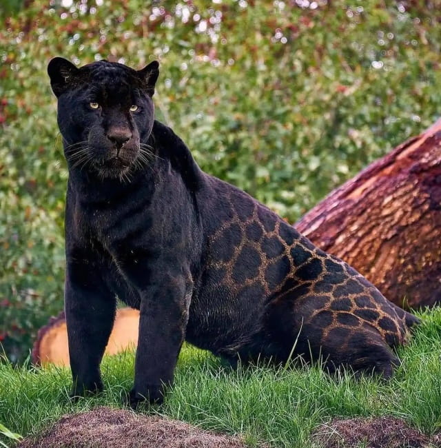 黑豹的生活习性