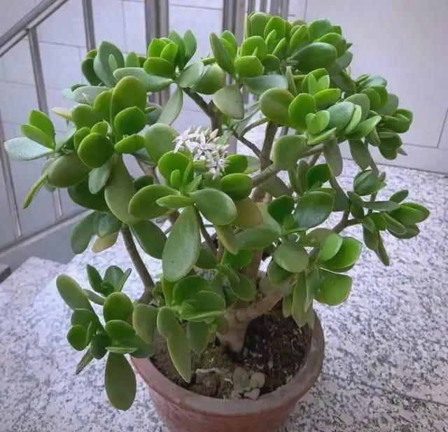 玉树叶子发黄了怎么回事