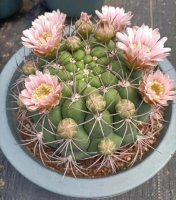 新天地仙人球简介，新天地生长习性