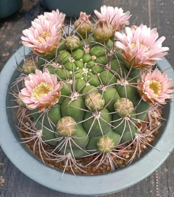 新天地仙人球简介，新天地生长习性