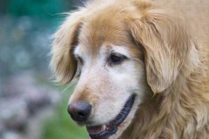 老年狗喘气喘得很厉害怎么办