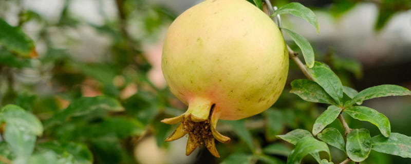 石榴花几月开花，花期管理要点