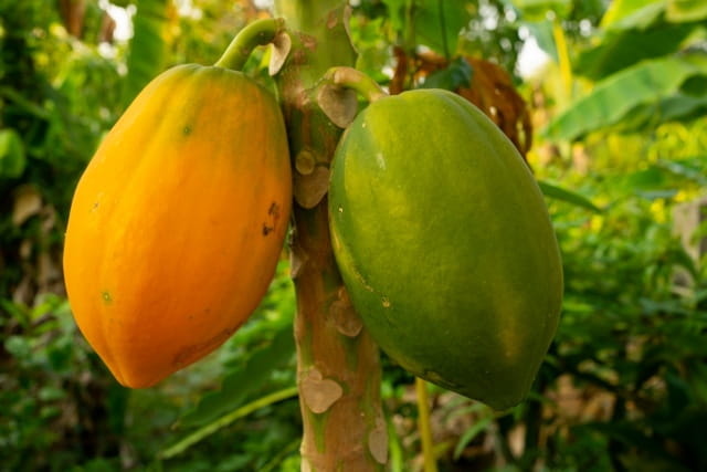 木瓜简介，木瓜生长习性