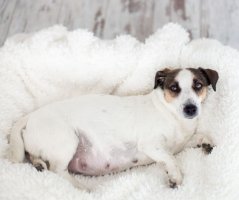 狗狗难产的症状