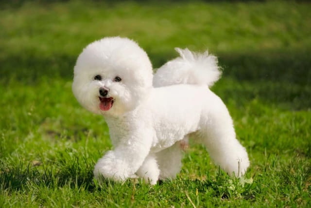 人吃的药狗能吃吗