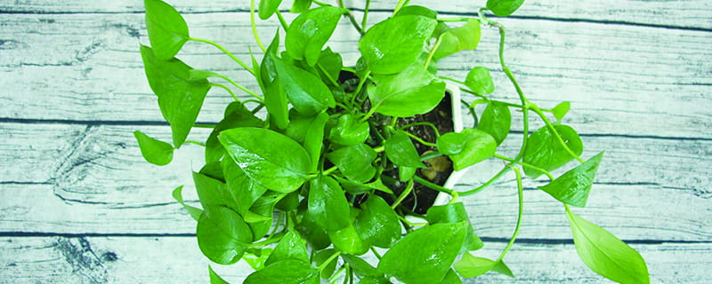 室内适合养的18种植物 室内适合养的18种植物