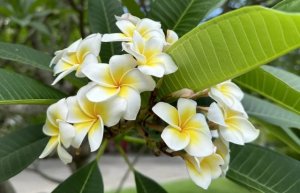 鸡蛋花简介，鸡蛋花生长习性