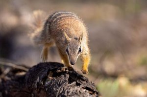 袋食蚁兽生活习性