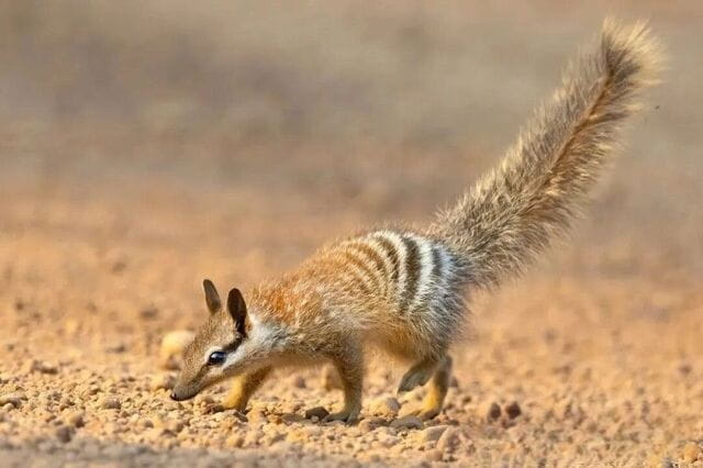 袋食蚁兽生活习性