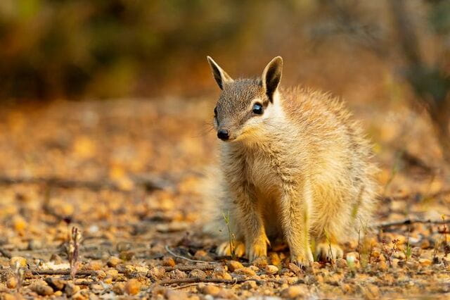 袋食蚁兽生活习性