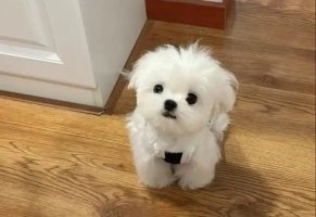 马尔济斯犬多少钱一只？