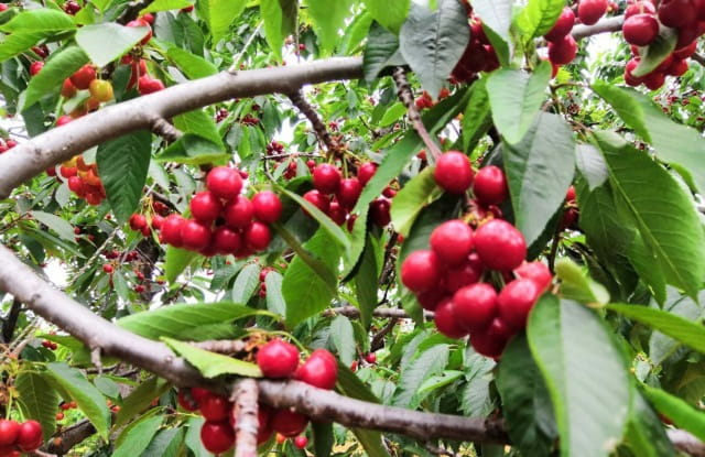 樱桃成熟时，樱桃什么时候成熟