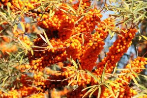 沙棘简介，沙棘生长习性