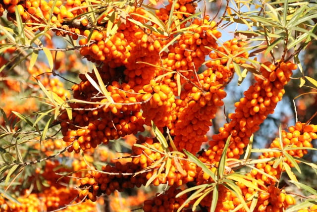 沙棘简介，沙棘生长习性